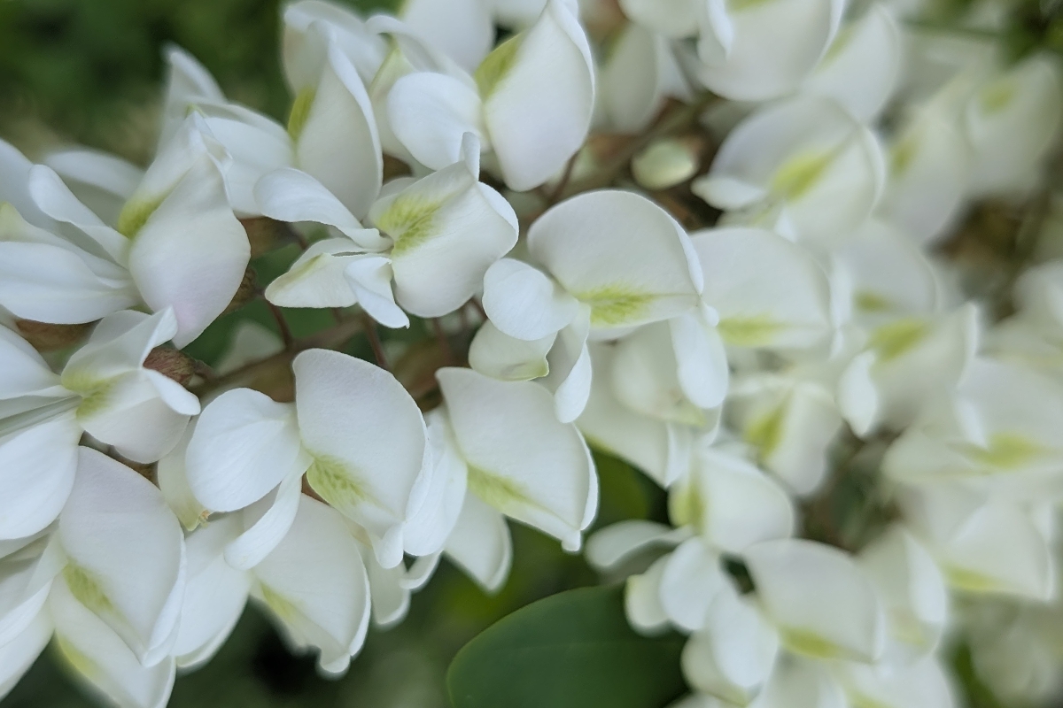 Fleurs d'acacia en lumière naturelle